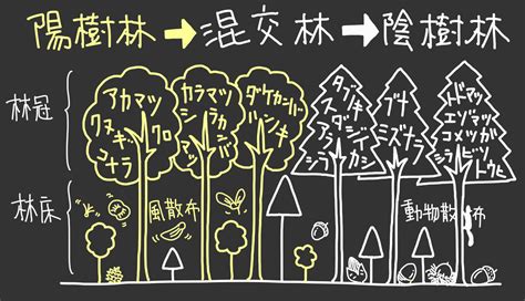 陽樹 陰樹 一覧 生物基礎|【生物基礎】植生の遷移をわかりやすく解説！ 